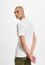 white_17936